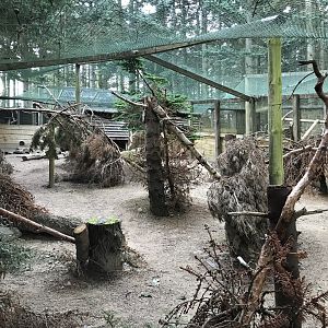 Female capercaillie enclosure