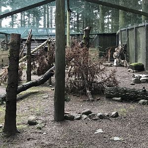 Male capercaillie enclosure
