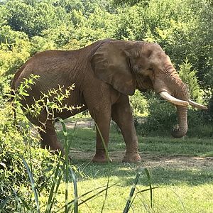 North Carolina Zoo: C'sar