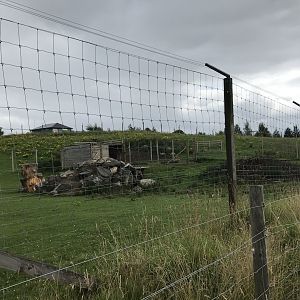 Himalayan tahr enclosure