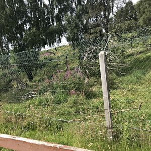 Wolverine holding area