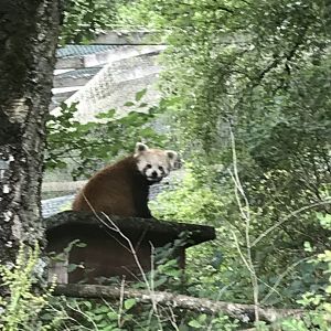 Red panda