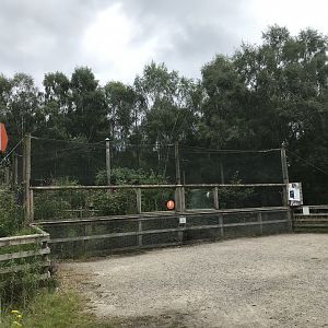 Great grey owl aviary