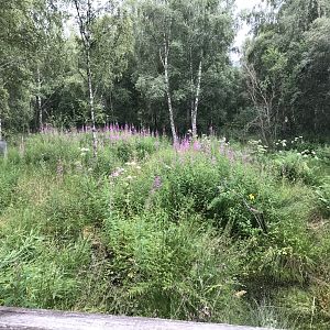 Former Eurasian beaver enclosure