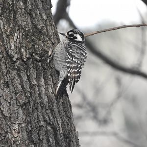 Nuttall's Woodpecker female