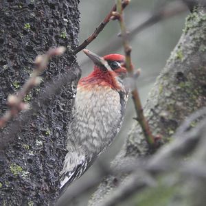 Red-breasted Sapsucker