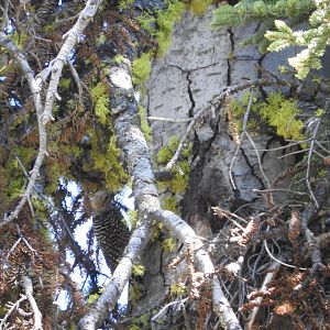 Williamson's Sapsucker female