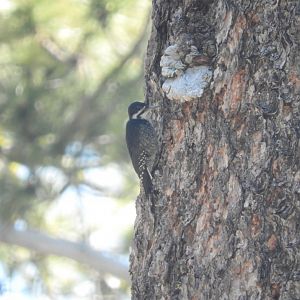 Black-backed Woodpecker