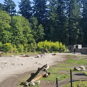 Asian Elephant Exhibit #2