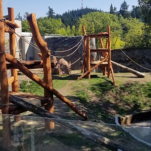 Renovated Chimp Exhibit