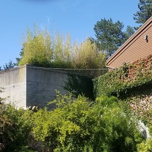 Tiger Exhibit Renovation