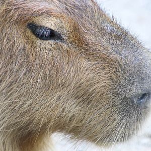 Capybara