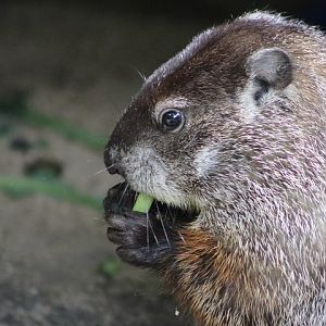 Groundhog