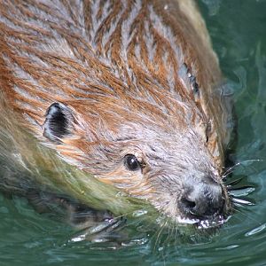 American Beaver