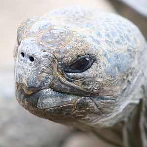 Galápagos Tortoise