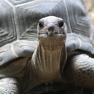 Aldabra Giant Tortoise