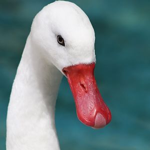 Coscoroba Swan