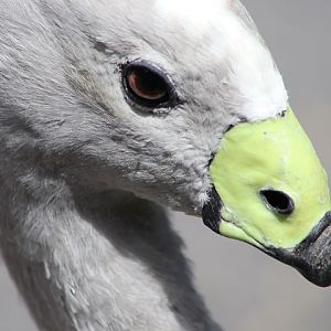 Cape Barren Goose