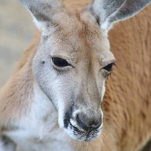 Red Kangaroo