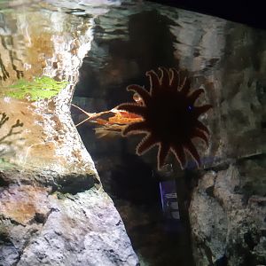 Sunflower Sea Star (Pycnopodia helianthoides)