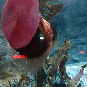 Fish-Eating Anemone (Urticina piscivora)