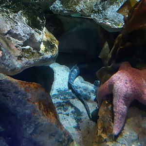Wolf Eel (Anarrhichthys ocellatus)