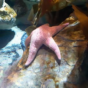 Starfish (ID?)