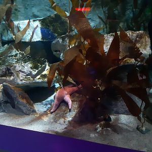 Wolf Eel Tank