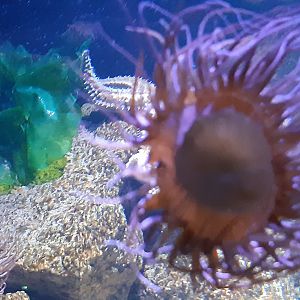 Snakelocks Anemone (Anemonia viridis)