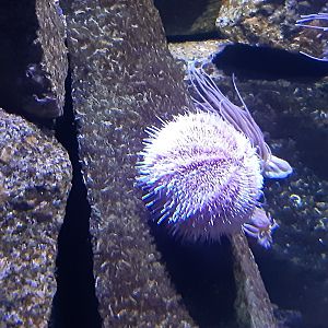 Common Sea Urchin (Echinus esculentus)