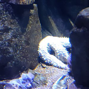 Spiny Starfish (Marthasterias glacialis)