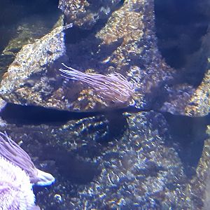 Snakelocks Anemone (Anemonia viridis)