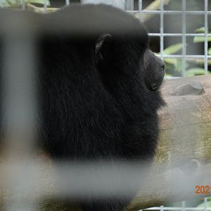 Black Howler (Alouatta caraya)