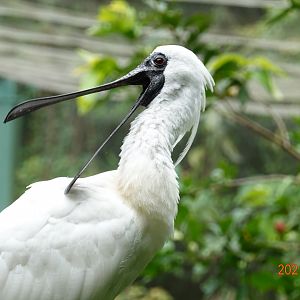Black-faced Spoonbill (Platalea minor)