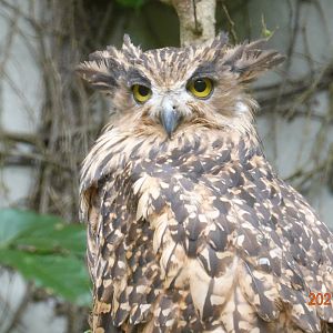 Tawny Fish Owl (Ketupa flavipes)