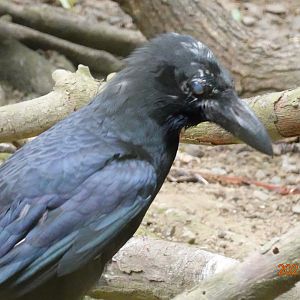 Large-billed Crow (Corvus macrorhynchos)
