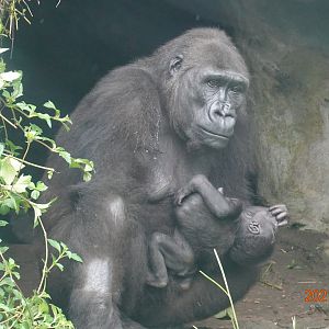 Western Lowland Gorilla (Gorilla gorilla gorilla)