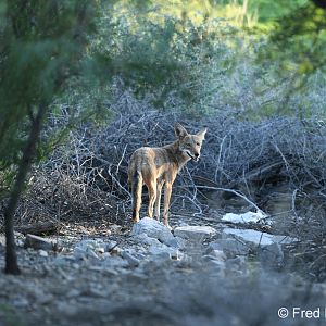 coyote on my commute