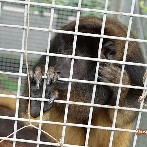 Black Howler (Alouatta caraya)