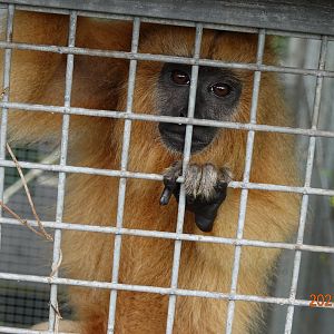 Black Howler (Alouatta caraya)