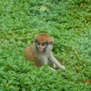 Patas Monkey (Erythrocebus patas)