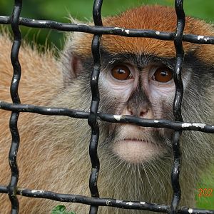 Patas Monkey (Erythrocebus patas)