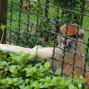 Patas Monkey (Erythrocebus patas)