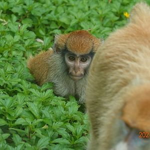 Patas Monkey (Erythrocebus patas)