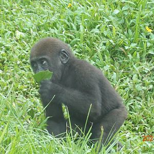 Western Lowland Gorilla (Gorilla gorilla gorilla)