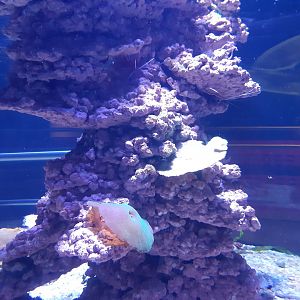 Blood Red Fire Shrimp (Lysmata debelius)