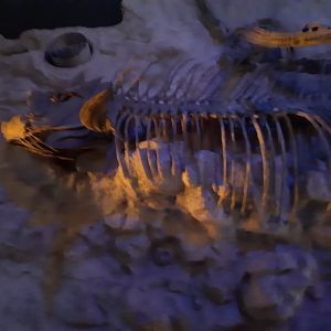 Xiphactinus Skeleton