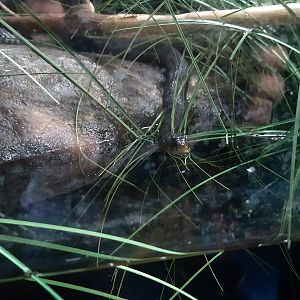 Lake Zacapu Garter Snake (Thamnophis eques insperatus)