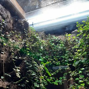 Amazon Milk Frog (Trachycephalus resinifictrix)