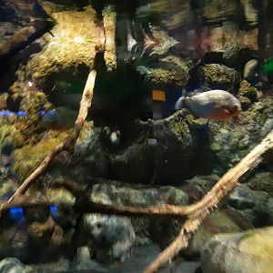 Red-Bellied Piranha (Pygocentrus nattereri)